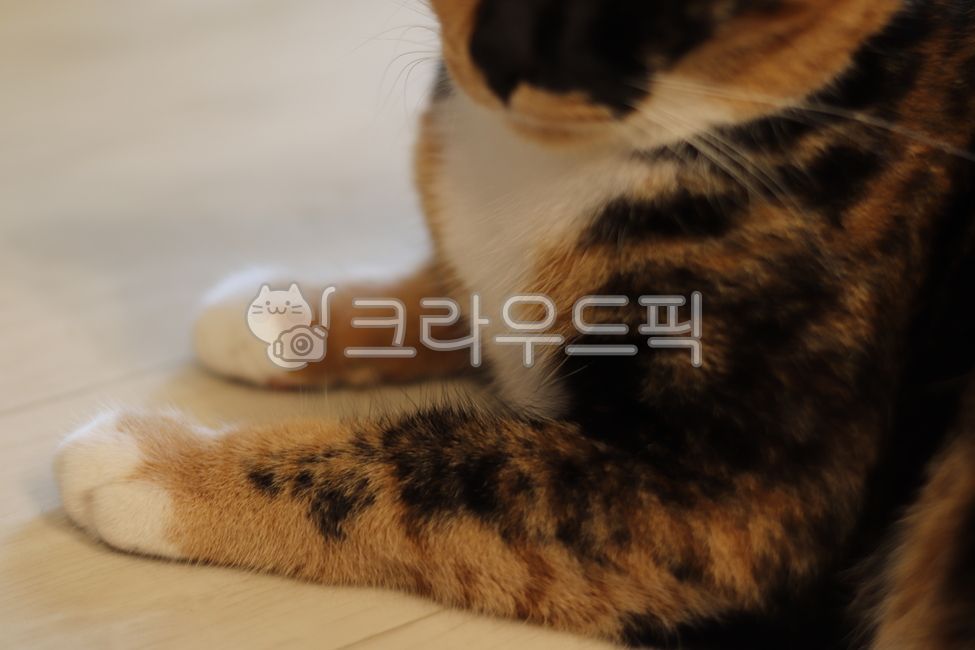Chaos,Korean Shorthair,house cat,koreanshorthair,cat,Asura,three colors,fat cat