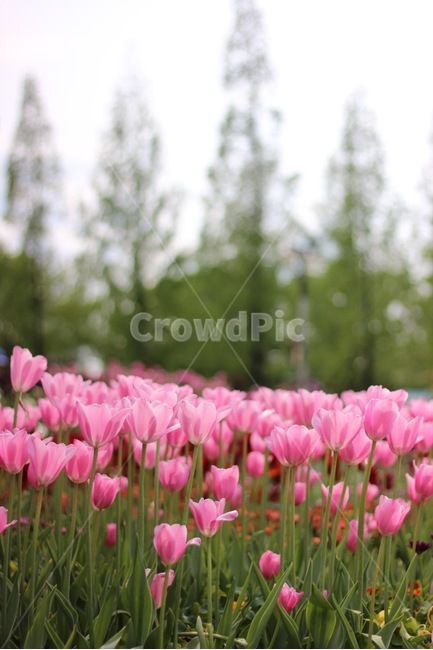 풍경,봄,꽃,봄꽃,튤립,컬러,색감,분홍,spring,flower,color,tulip,bokeh,landscape,봄,계절,spring,season,식물,자연,plants,nature,꽃,flower,plant