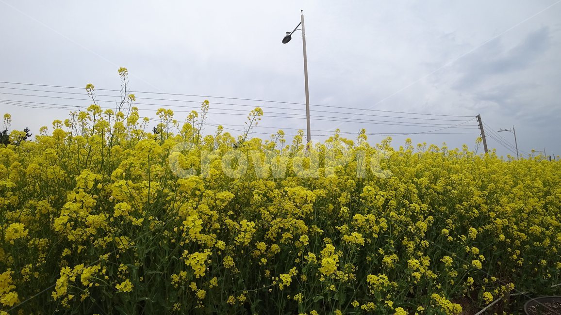 꽃,봄,노란,유채꽃,봄날,식물,자연,plants,nature,꽃,flower