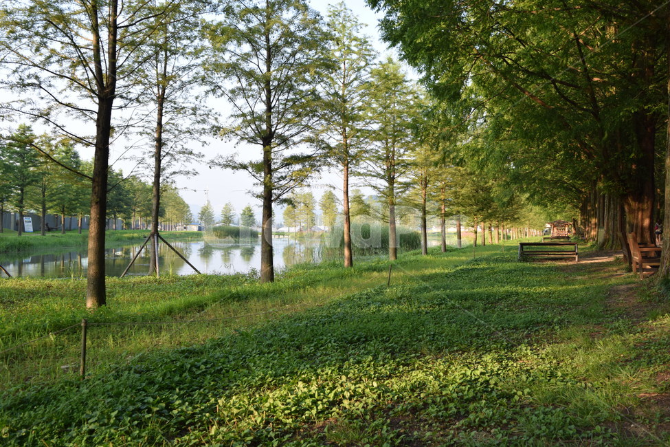 여름,나무,녹색,국내,맑은날씨,길,호수,자연,풍경,nature,landscape,plant,식물,grass,잔디,tree