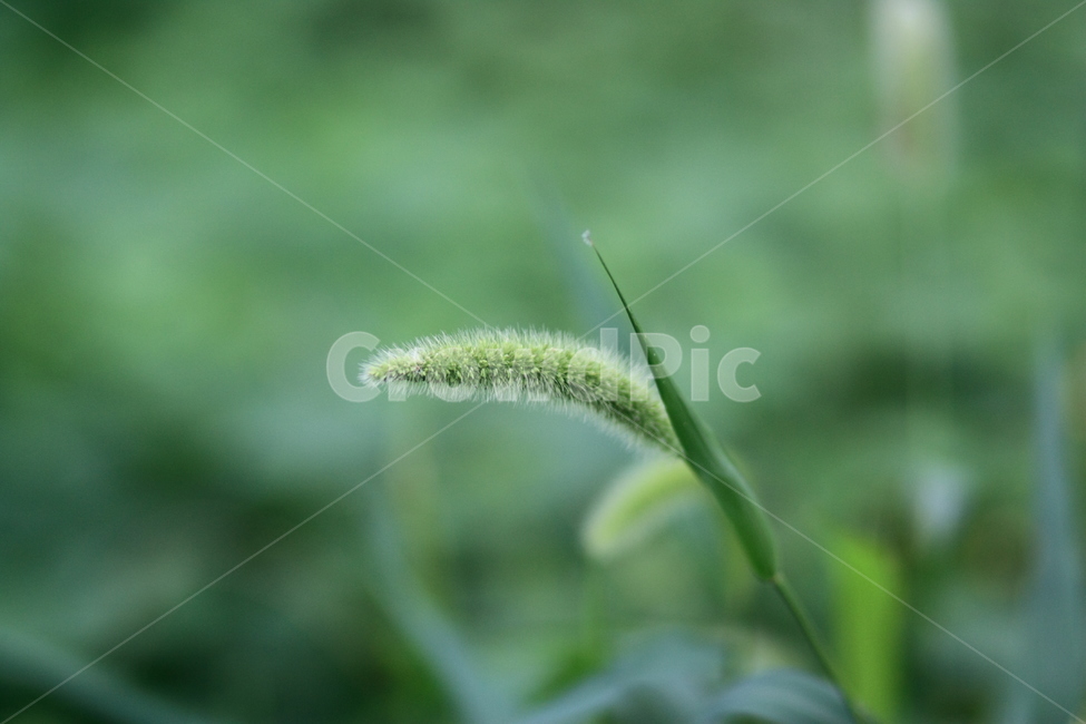 자연,식물,꽃,풀,nature,plant,flower,grass,식물,자연,plants,nature,꽃,flower