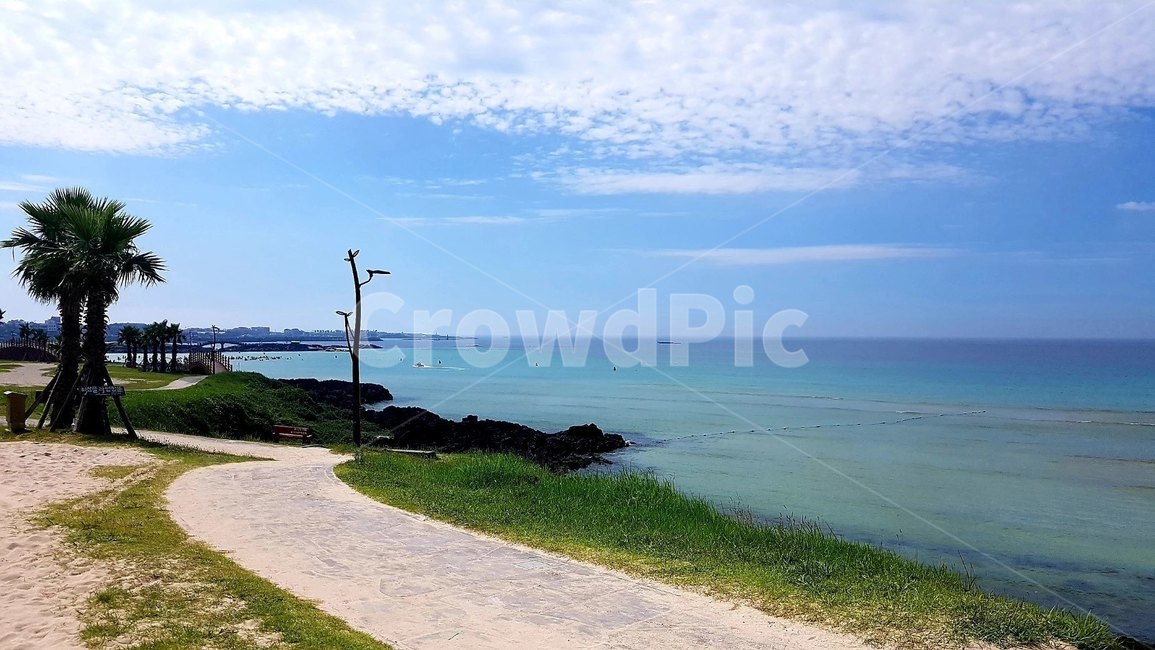 제주도,제주바다,바다,나무,하늘