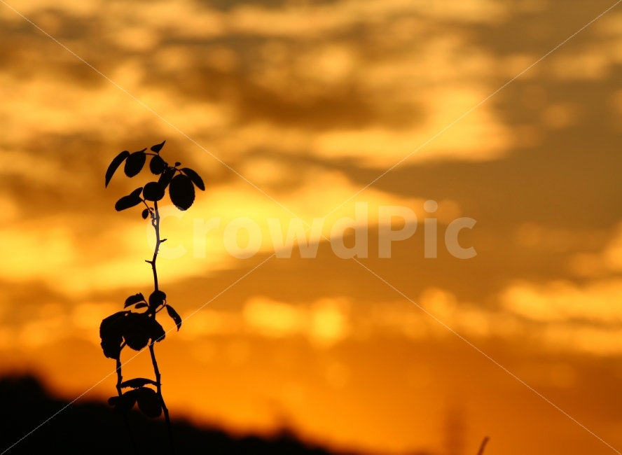 역광,노을,감성,자연,저녁,자연,풍경,nature,landscape,식물,plants,실루엣,그림자,silhouette,shadow,outdoors,옥외,sky,하늘,dawn,새벽,sunset,일몰,dusk,황혼,red sky,붉은 하늘,sunlight,햇빛