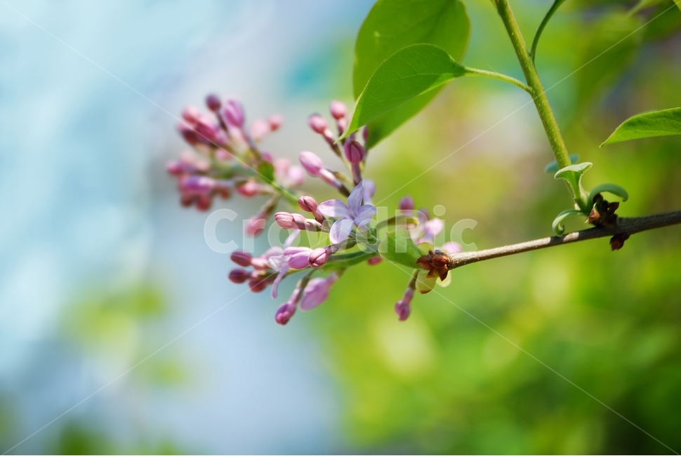 봄,라일락,꽃,행복,향기,식물,사랑,봄,계절,spring,season,식물,자연,plants,nature,꽃,flower,plant
