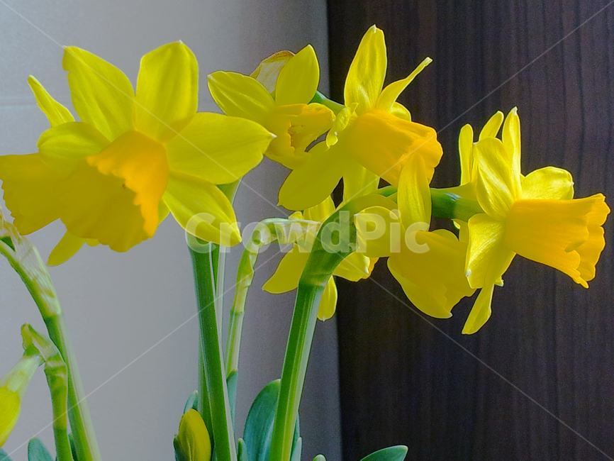 꽃,노랑,집안,자연,봄,노란꽃,봄꽃,평화,spring,yellow,flower,꽃,flower