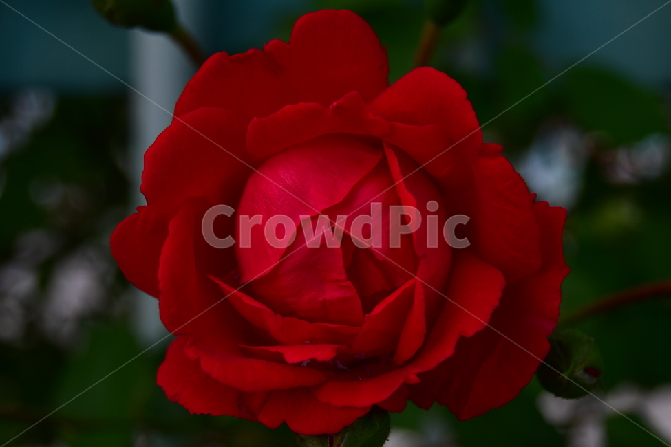 장미,꽃,빨강,접사,붉음,rose,red,flower,macro,focus,full,식물,자연,plants,nature,꽃,flower