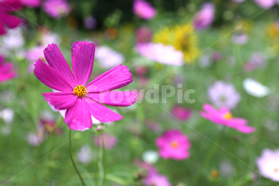 코스모스,꽃,여름풍경,꽃밭,풍경,가을,계절,fall,autumn,season,식물,자연,plants,nature,꽃,flower,geranium,제라늄,blossom,plant