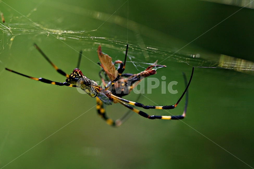 거미,거미줄,곤충,배경,계절,동물,animal,곤충,벌레,insect,bug