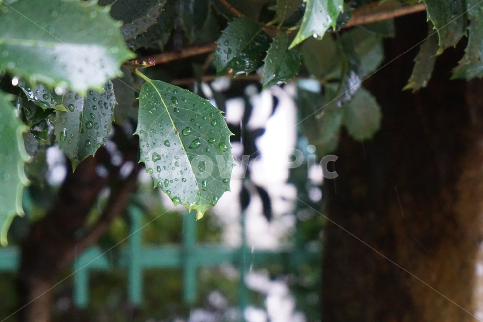 비,비오는날,빗물,나뭇잎,호랑가시나무,녹색,비,비오는날,rain,rainy