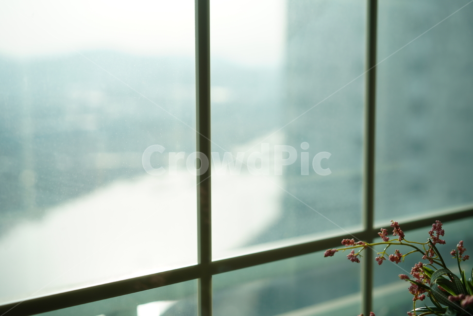 식물,생명,창,윈도우,감성,잎,가지,녹색,생물,느낌,window,컬러,feel,실내용화초,화분,화초,house plant