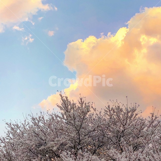 flower,꽃,벚꽃,cherryblossom,구름