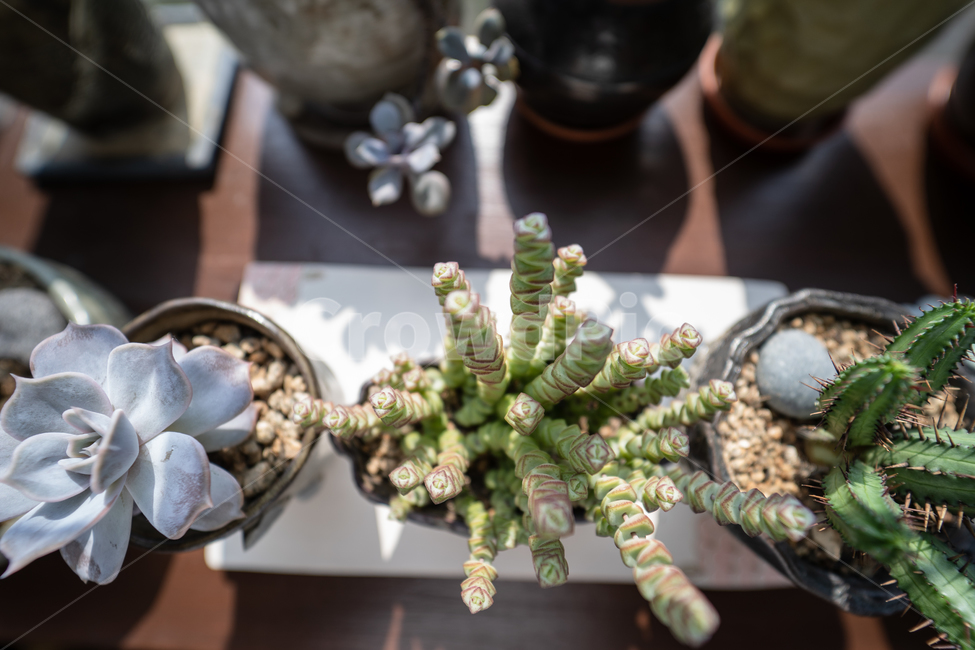 식물,다육식물,다육이,plant,botanical,실내용화초,화분,화초,house plant