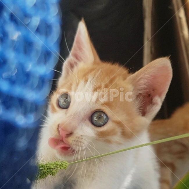 고양이,강아지풀,풀,눈,혓바닥