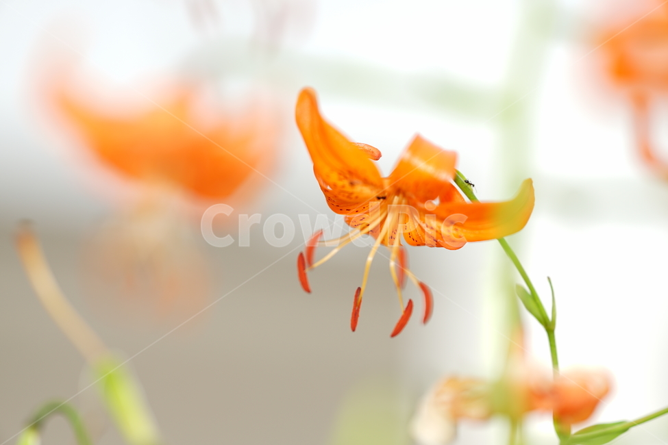 꽃,플라워,나리꽃,계절,생명,식물,주황,오렌지빛,자연,접사,감성,flower,색감,컬러,식물,자연,plants,nature,꽃,flower