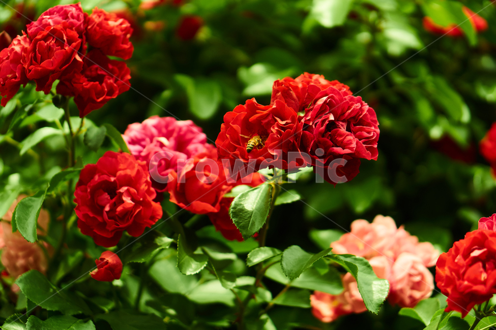 장미,꽃,접사,생화,화분,plant,nature,flower,초접사,곤충,bee,insect,redflower,rose,붉은장미,붉은꽃,redrose