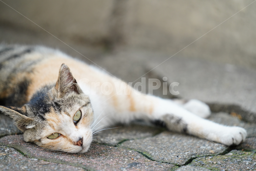 cat,고양이,동물,생물,생명,포유류,거리,animal,동물,animal,포유류,mammal,고양이,cat,kitten,kitty