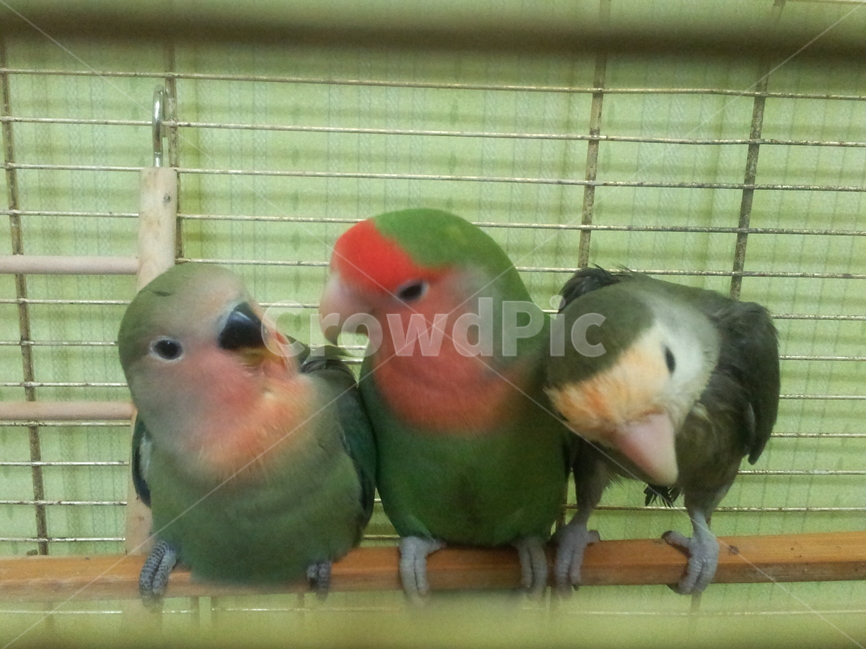 새,앵무새,조류,애완새,노란앵무,동물,animal,조류,새,birds