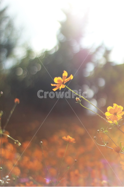 꽃,꽃밭,황화코스모스,올림픽공원,들꽃마루,올림픽공원들꽃마루,가을,감성,감성사진,자연,식물,가을,계절,fall,autumn,season,식물,자연,plants,nature,꽃,flower,감성,sensible,feeling,휴식,힐링,rest,relaxation,healing,plant,light,빛,flare,플레어