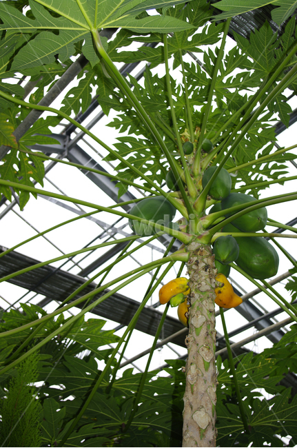 나무,식물,열매,plant,야자수,식물,자연,plants,nature