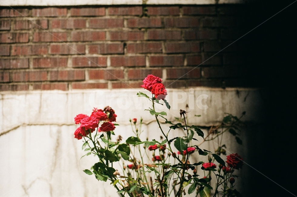 장미,필름카메라,감성,꽃,벽돌,필카,식물,자연,plants,nature,꽃,flower