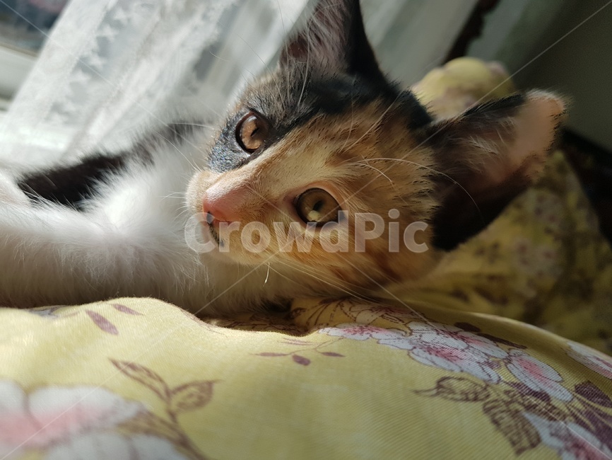 아기고양이,고양이,cat,코리아숏헤어,따뜻함,햇볕,warm,호기심,kitty,neko,pet,반려동물,동물,animal,포유류,mammal,고양이,cat,kitten,kitty