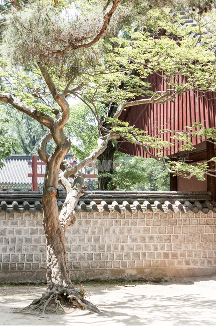 고택,담장,감성,전통가옥,문화유산,돌담,한국전통,한국문화,korean traditional,korean culture,식물,자연,plants,nature,나무,trees,wood