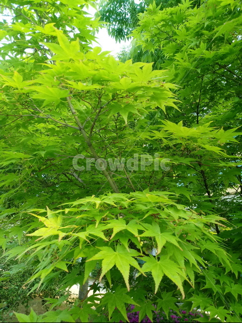 숲,나무,자연,초록,신록,단풍나무,식물,자연,plants,nature