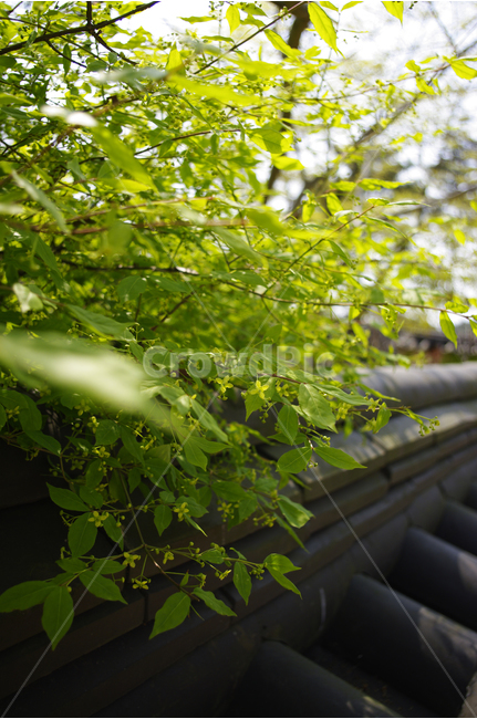 기와,담,담장,잎,초록,한국,color,빛,한국전통,한국문화,korean traditional,korean culture,식물,자연,plants,nature