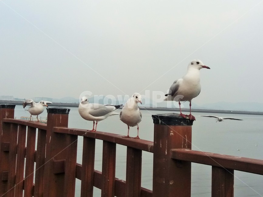 갈매기,평화광장,하얀새,새,배경