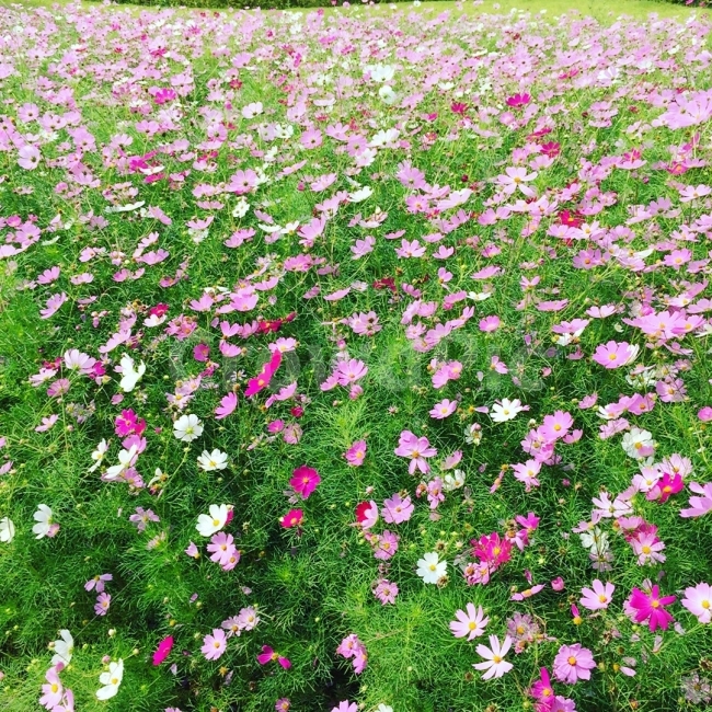 코스모스,꽃,가을,감성사진,꽃밭,가을,계절,fall,autumn,season,식물,자연,plants,nature,꽃,flower,plant,blossom,geranium,제라늄,petal,꽃잎,anemone,아네모네