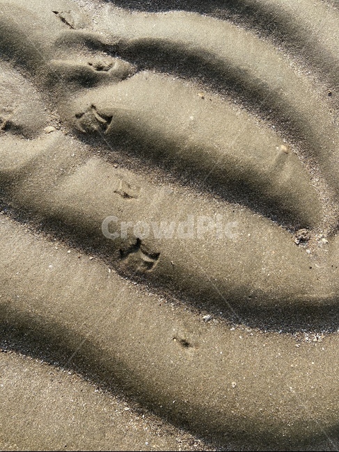 sand,모래,nature,새,발자국,footprint