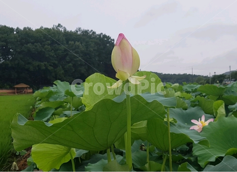 연꽃,식물,꽃,plants,flower,lotus,연잎,lotusleaf,식물,자연,plants,nature,꽃,flower