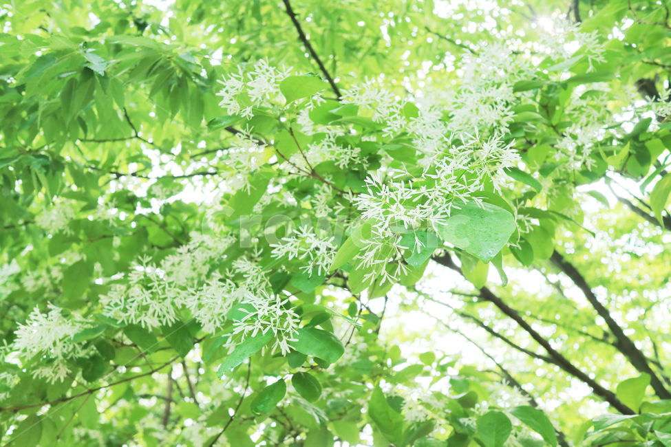 꽃,야생화,흰꽃,하얀꽃,식물,자연,봄,식물,자연,plants,nature