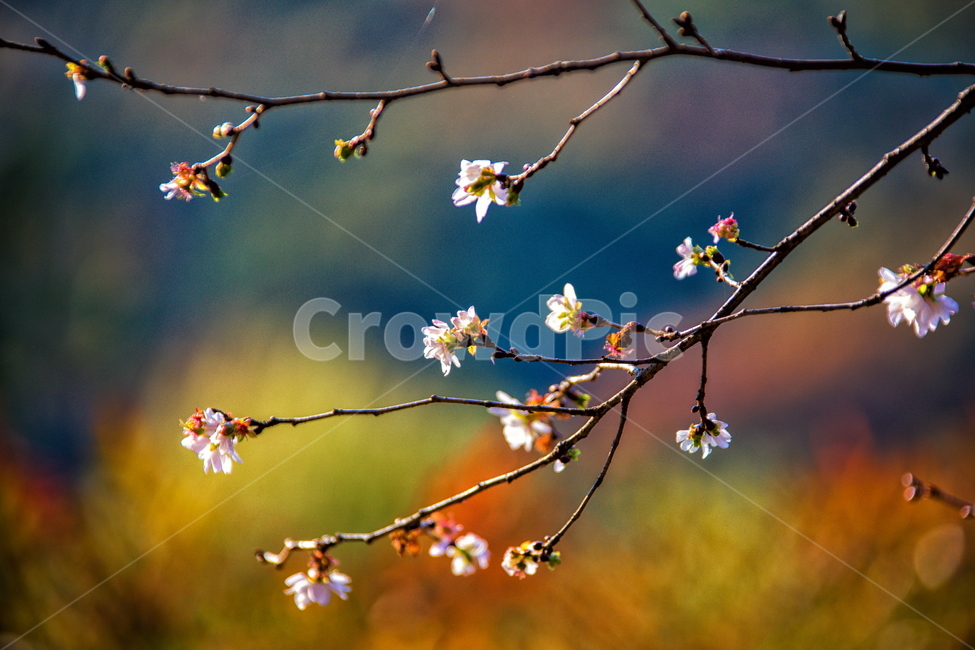 춘추벚꽃,가을벚꽃,가을벚나무,벚꽃,춘추벚나무,prunssubhirtellaautumnalis,춘추화,꽃,식물,자연,plants,nature,꽃,flower