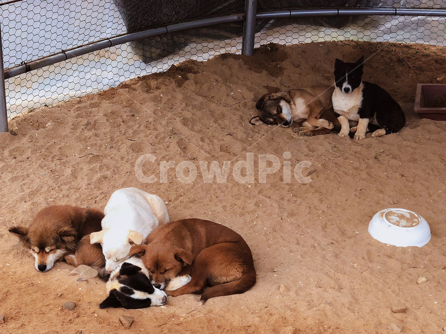 동물,동물원,animal,강아지,puppy,동물,animal,포유류,mammal,개,강아지,dog,doggy