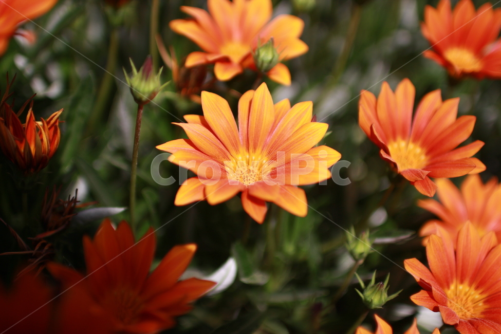 꽃,봄,꽃잎,flower,주황색,만개,식물,자연,화단,수목원,garden