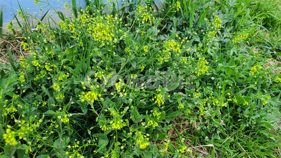 꽃,flower,봄,봄꽃,들꽃,야생화,plant,식물,blossom,유채,유채꽃