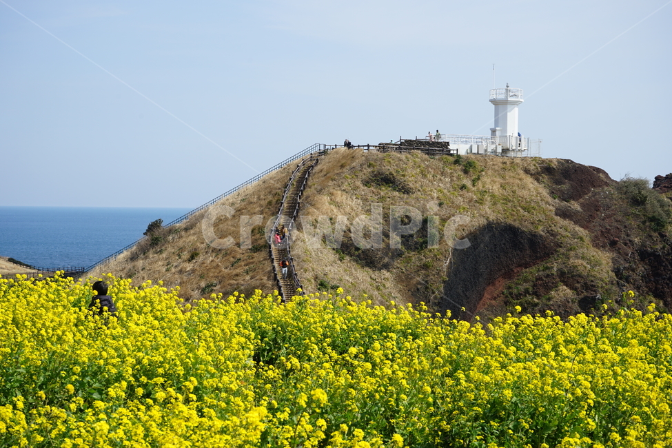 유채꽃,꽃,노랑,제주,제주도,yellow,flower,봄,spring,언덕,촬영지