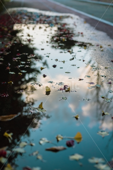 반영,가을,가을하늘,나뭇잎,단풍,구름,가을,계절,fall,autumn,season,puddle,흐리게 하다