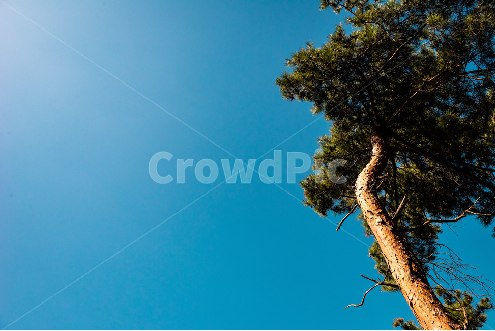 나무,소나무,자연,식물,pine,tree,하늘,식물,자연,plants,nature,나무,trees,wood