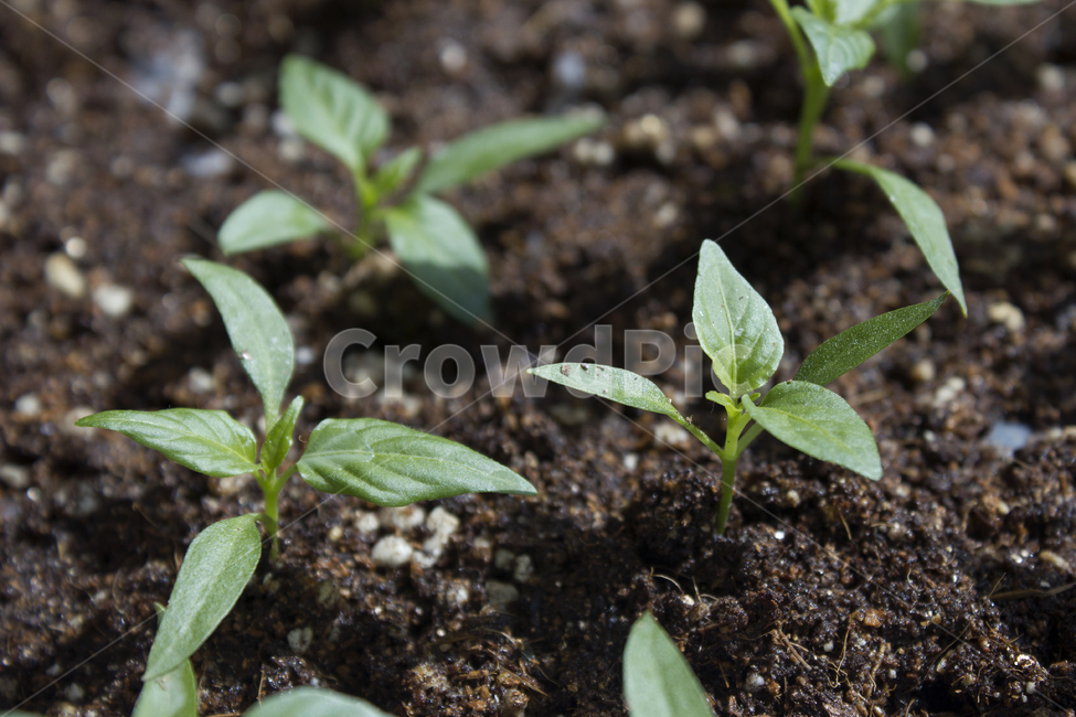 농작물,어린잎,어린,녹색,그린,초록색,땅,많은,다수,여러개,봄,풀,신선,자라다,발아,농업,싱싱,성장하다,고추잎,고추,식물,자연,흙,토양,잎,잎사귀,이파리,나뭇잎,싹,새싹,고추모종,모종,고추싹,식물,자연,plants,nature