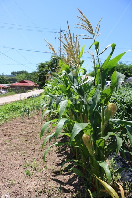 옥수수,식물,곡물,하늘,자연,초록,노랑,밭,시골,corn,toumorokoshi,plants,shokubutsu,kokumotsu,cerealcrops,sky,sora,nature,green,midori,yellow,kiiro,field,hatake,여름,summer,natsu,곡류,곡식,cereals,산업,industry,industrial,농업,농사,agriculture,farming,farming industry
