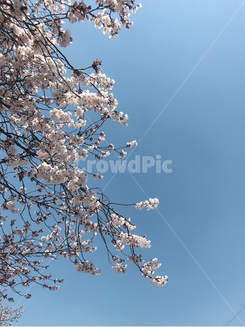 벚꽃,봄꽃,봄,하늘,flower,sky,봄,계절,spring,season,plant,식물,꽃,blossom