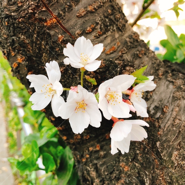 자연,봄,꽃,flower,벚꽃
