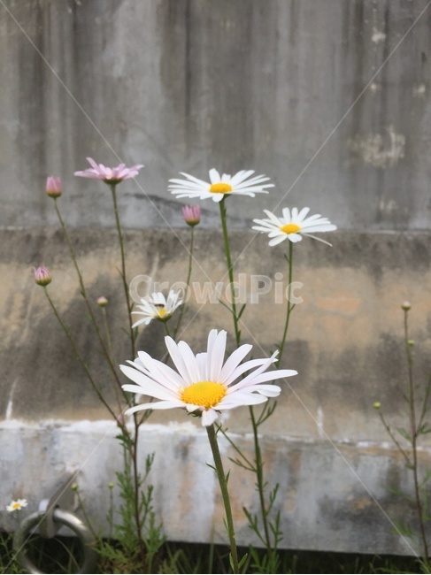 돌담에핀꽃,돌담,꽃과담,패랭이,대비,식물,자연,plants,nature,꽃,flower