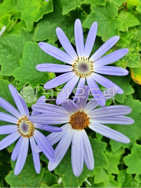 Cineraria,Cineraria seneti lavender,lavender flower purple,purple,lavender flower language