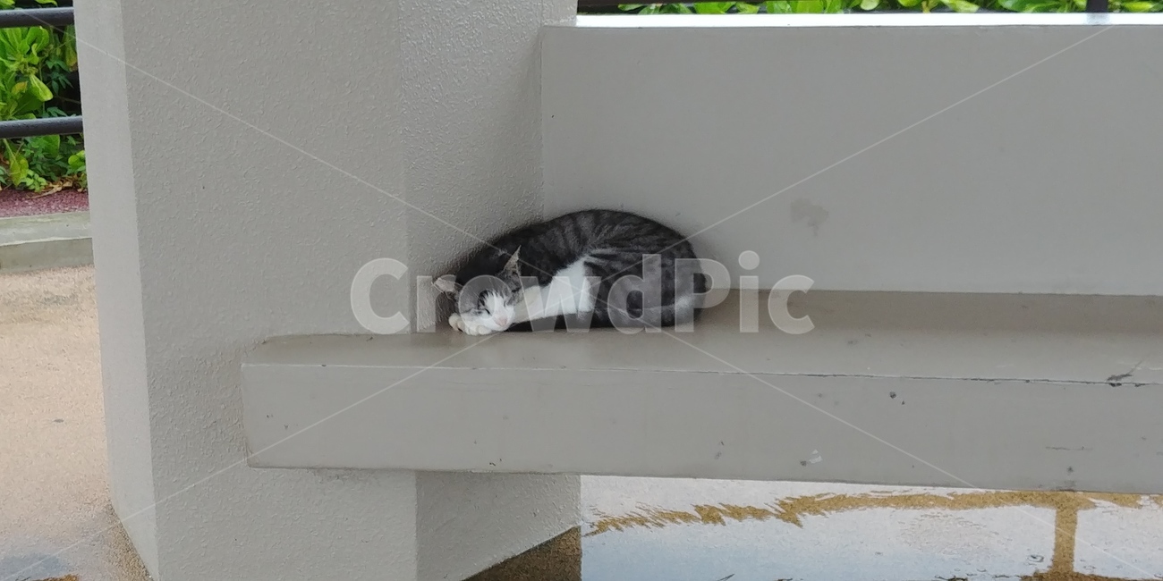 길고양이,자고있는,귀여운,고양이,동물,감성사진,동물,animal,포유류,mammal,고양이,cat,kitten,kitty