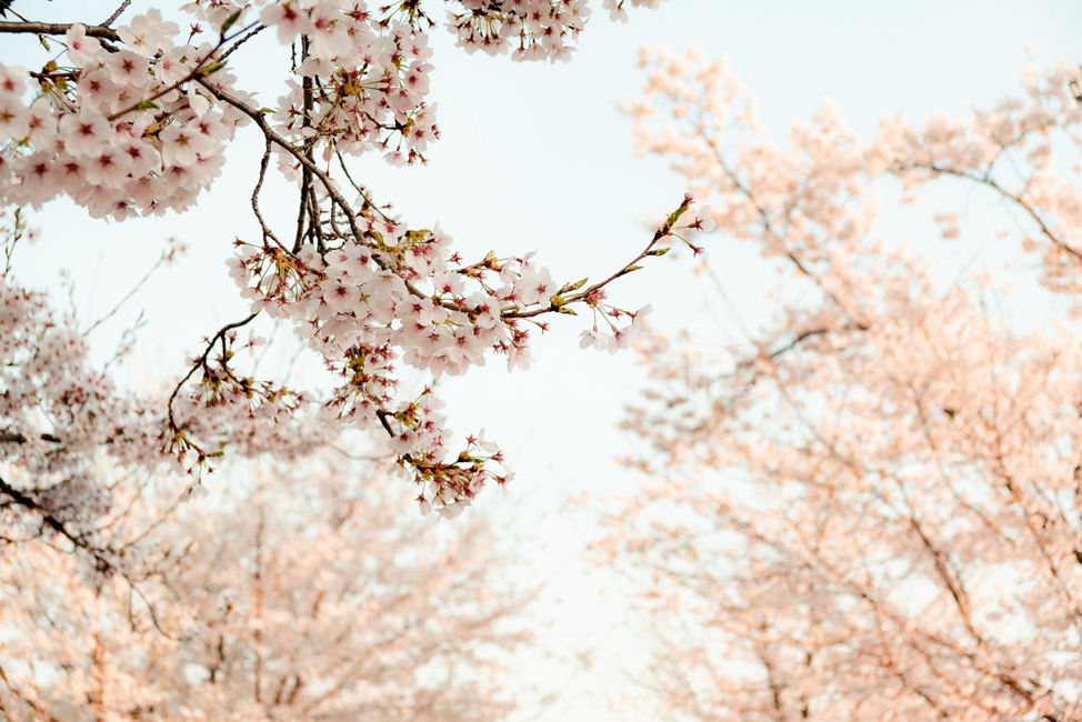 벚꽃,꽃,봄,벚꽃나무,감성,자연,flower,cherryblossom