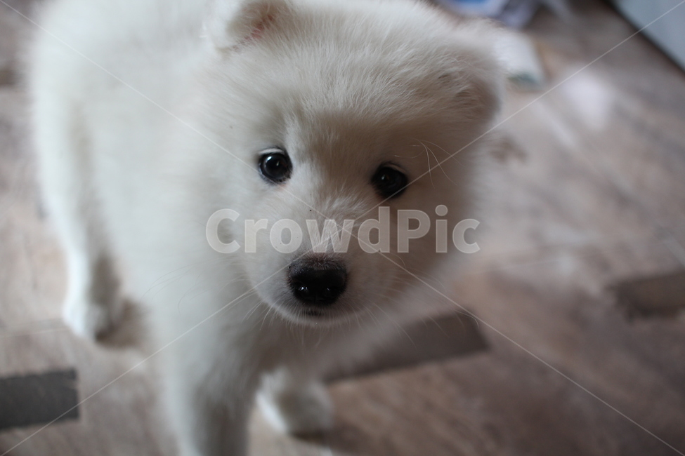 사모예드,사모예드새끼,빤히,시골강아지,심쿵,동물,animal,포유류,mammal,개,강아지,dog,doggy