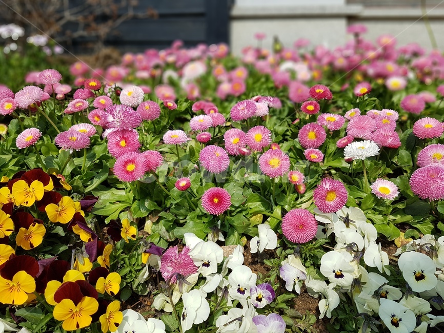 plant,식물,꽃,flower,다양한꽃,식물,자연,plants,nature,꽃,flower